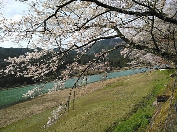 現場での一枚（１０）「桜」