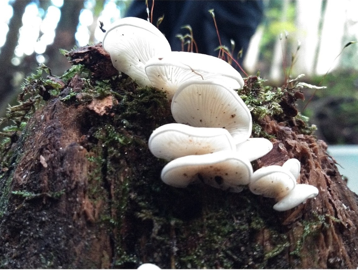 現場での一枚（９）「スギヒラタケ」