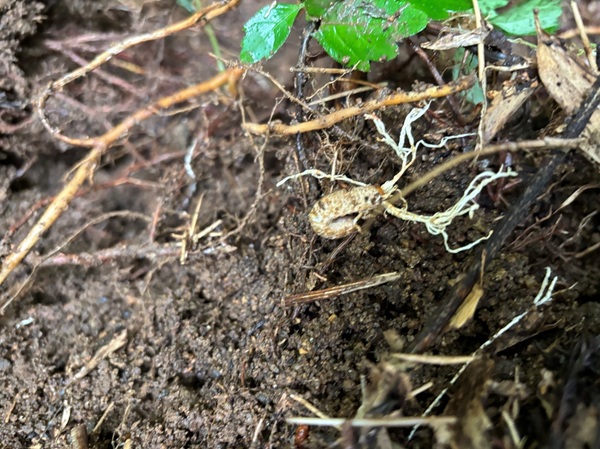 現場での一枚（７）「冬虫夏草」