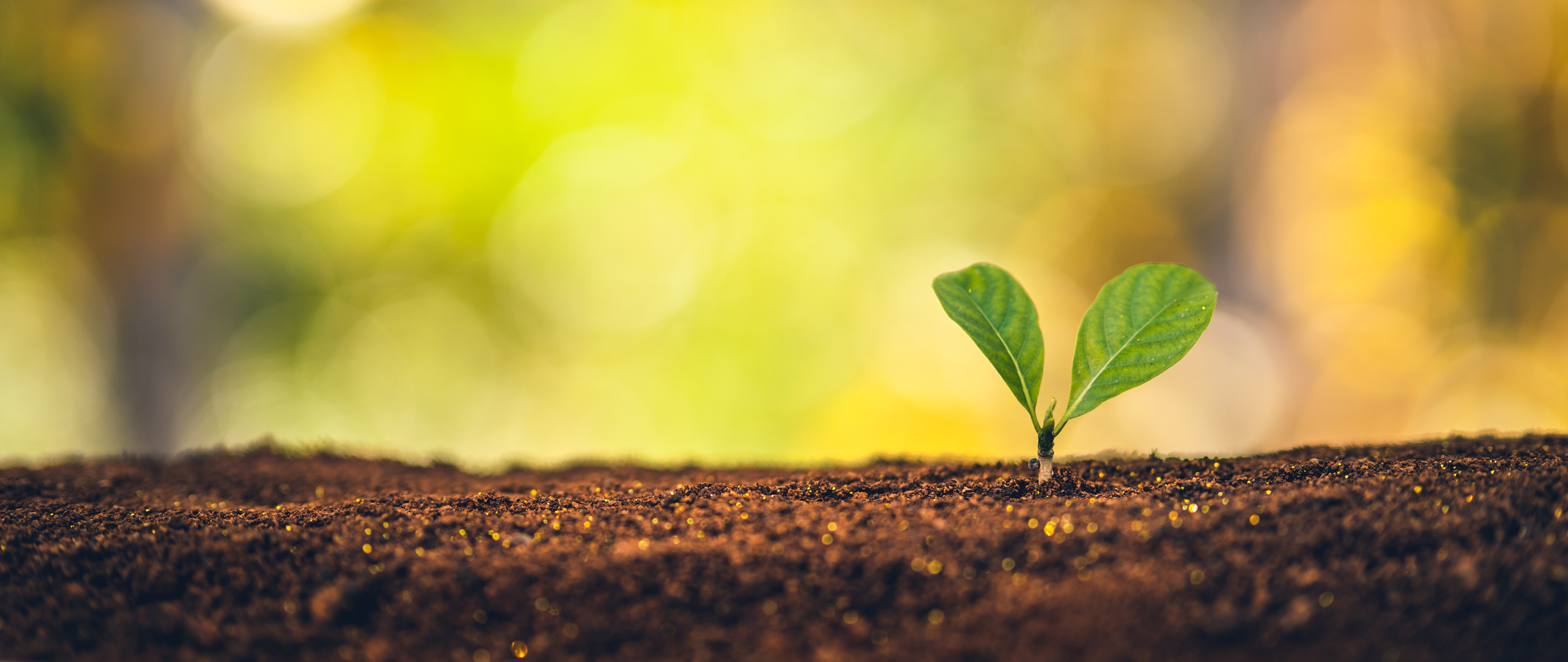 汚染土壌・地下水対策に向けた浄化試験について